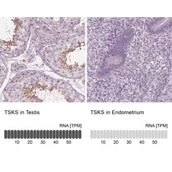 TSKS Antibody, Novus Biologicals 0.1mL; Unlabeled:Antibodies, Polyclonal